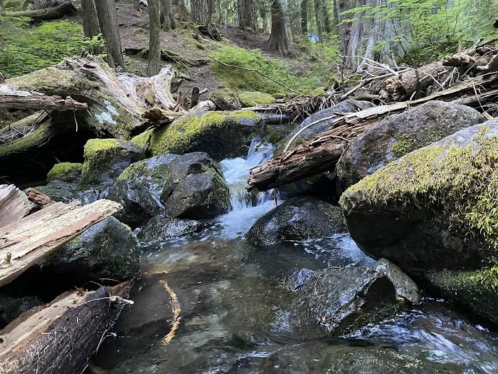 Ohanapecosh Campground Picture 4