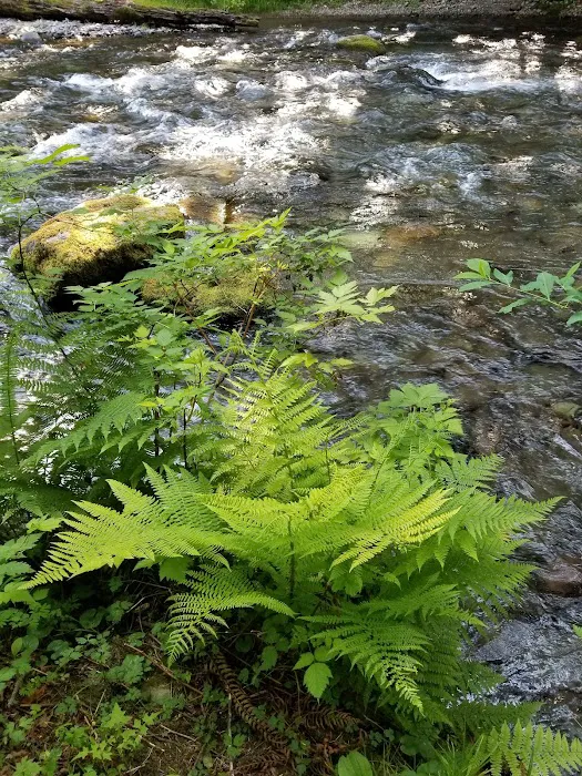 Lyre River Campground Picture 10