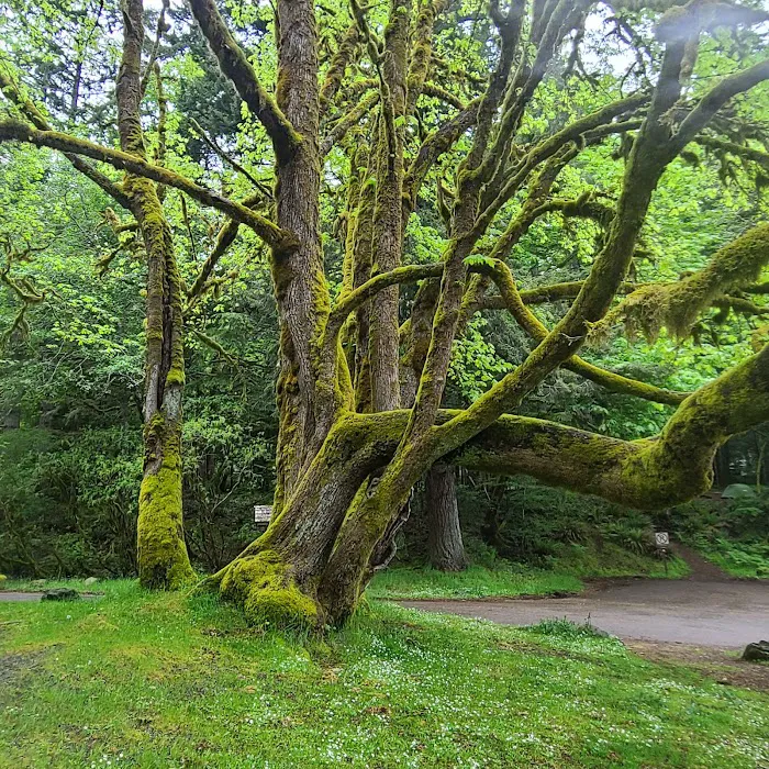 Fairholme Campground Picture 2