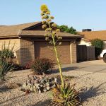 Desert Shadows RV Resort