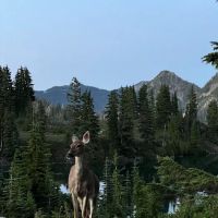 Lunch Lake ico