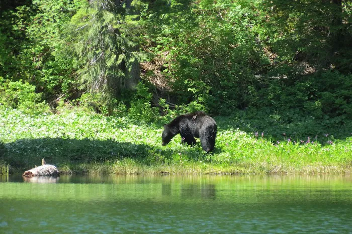 Deer Lake Picture 9