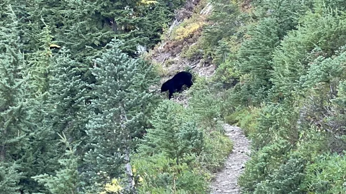Hoh Lake Picture 8