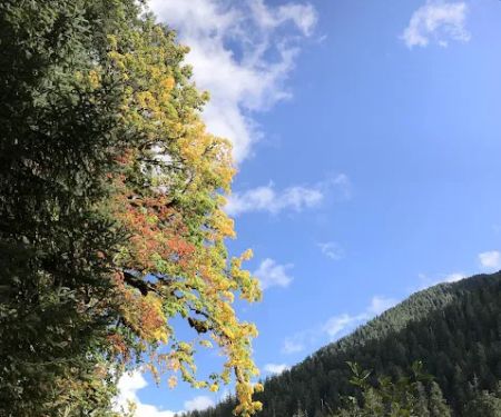 Lewis Meadow Campsite
