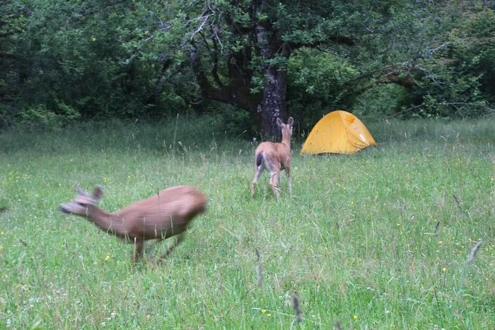 Lewis Meadow Campsite Picture 5