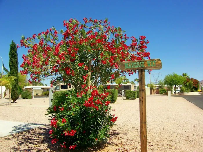 Arizona Maverick RV Park Picture 3