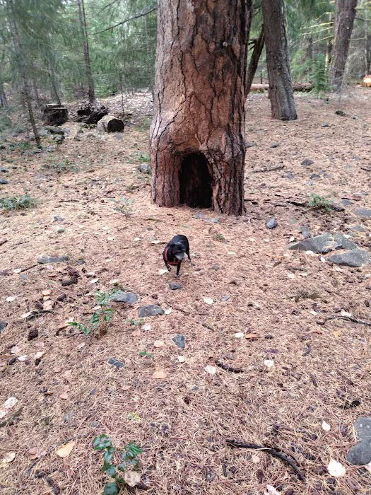 Longmire Meadow Picture 1