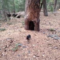 Longmire Meadow ico