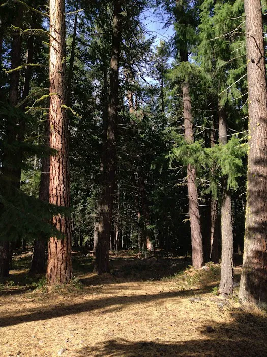 Longmire Meadow Picture 2