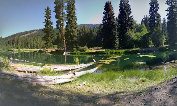 Longmire Meadow Picture 3