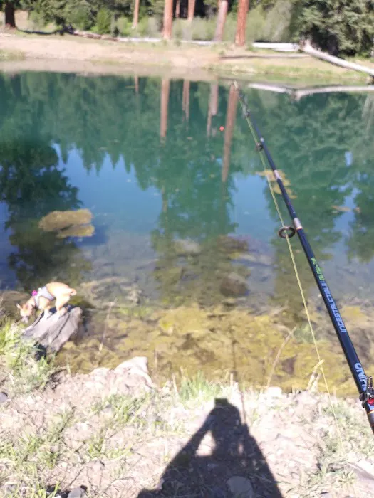 Longmire Meadow Picture 6