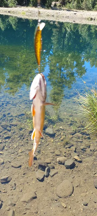 Longmire Meadow Picture 10