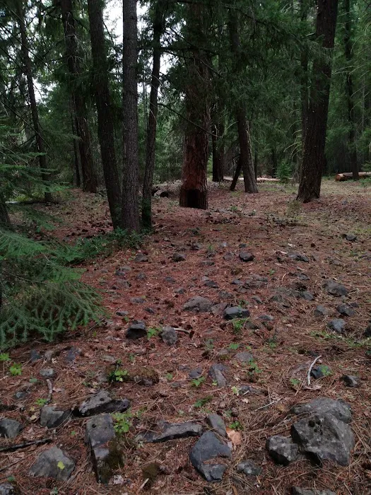 Longmire Meadow Picture 9