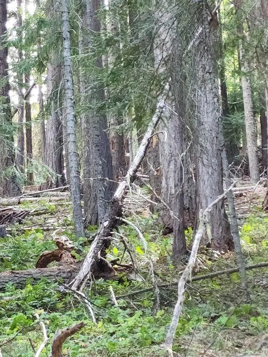 Kaner Flat Group Campsite Picture 5