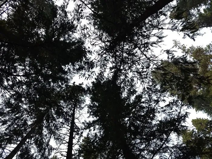 Kaner Flat Campground Picture 6
