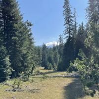 Four Way Meadows ico