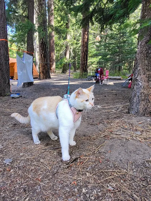 Little Naches Campground Picture 9