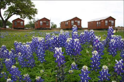 Lake Buchanan RV & Cabin Resort Picture 7