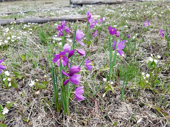 Lion Rock Spring Campground Picture 5