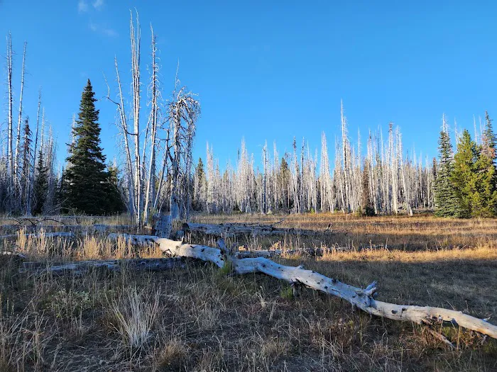 Lion Rock Spring Campground Picture 7