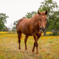 Freedom Lives Ranch RV Resort ico