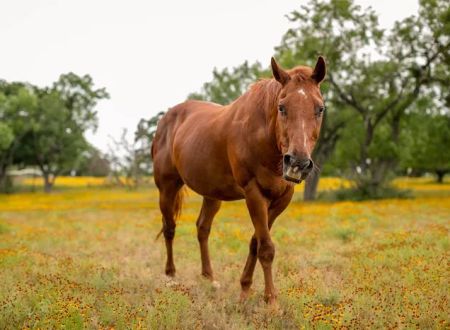 Freedom Lives Ranch RV Resort