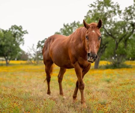Freedom Lives Ranch RV Resort