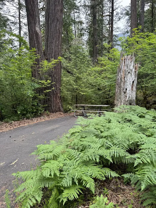 Newhalem Creek Campground Picture 8