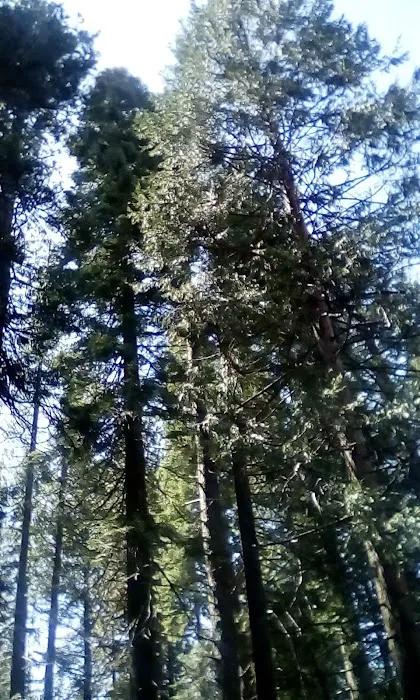 Shady Rest Mobile Home Park Picture 2