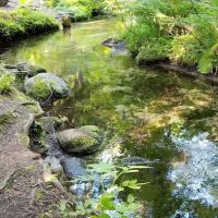 Bridge Creek Campground ico