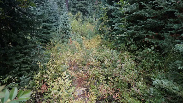 Dan's Campground Picture 3
