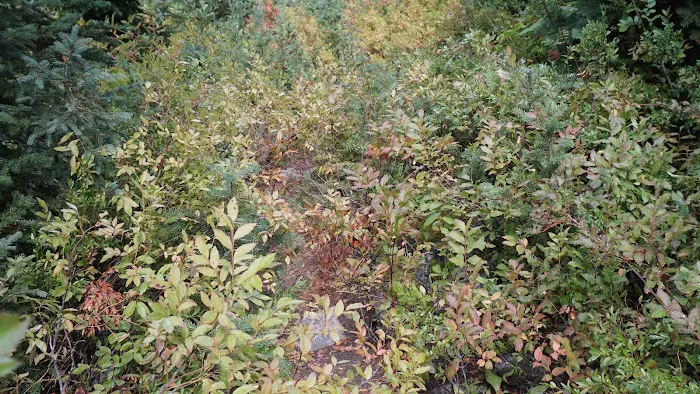 Dan's Campground Picture 2