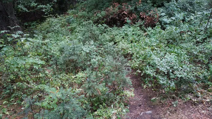 Dan's Campground Picture 1