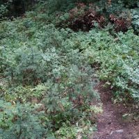 Dan's Campground ico