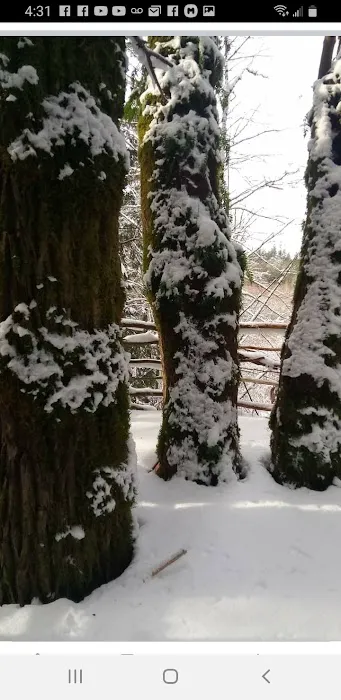 Tree Tent Park Picture 3