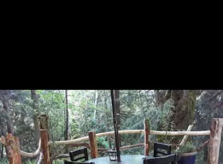 Tree Tent Park