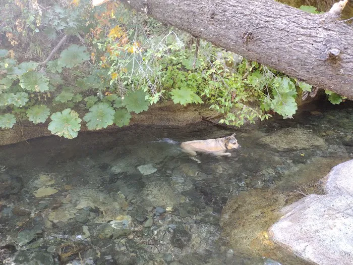 CAL-IDA Campground Picture 7