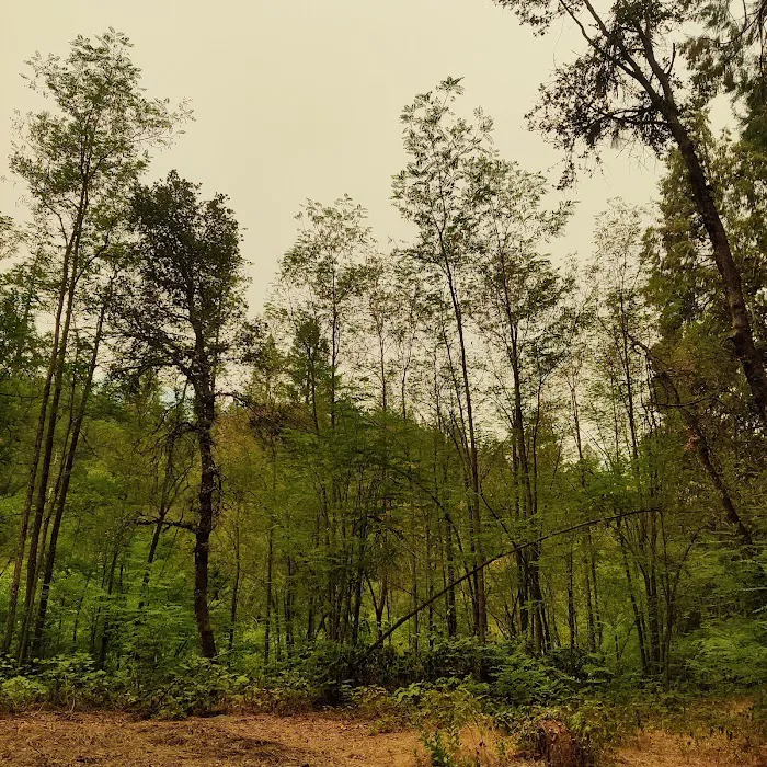 Fiddle Creek Campground Picture 5