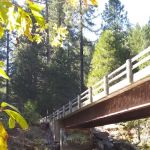 Golden Trout