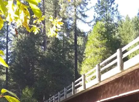 Golden Trout