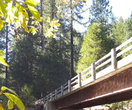 Golden Trout