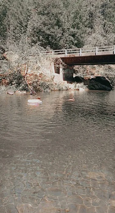 Golden Trout Picture 4