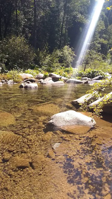 Golden Trout Picture 7
