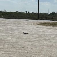River City RV Park ico