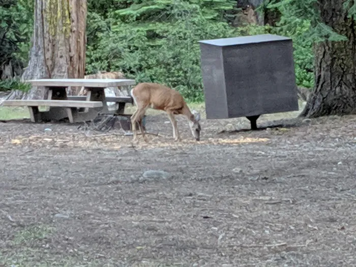 Jackson Creek Campground Picture 7