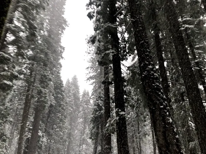 Bowman Campground Picture 7