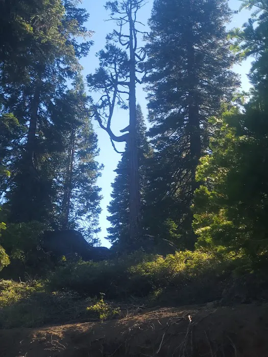 Strawberry Point Campground Picture 7