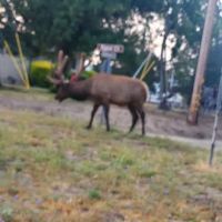 BVS Water Canyon Campground ico