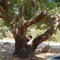 Wildomar Campground ico