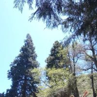 Beartrap Campground ico